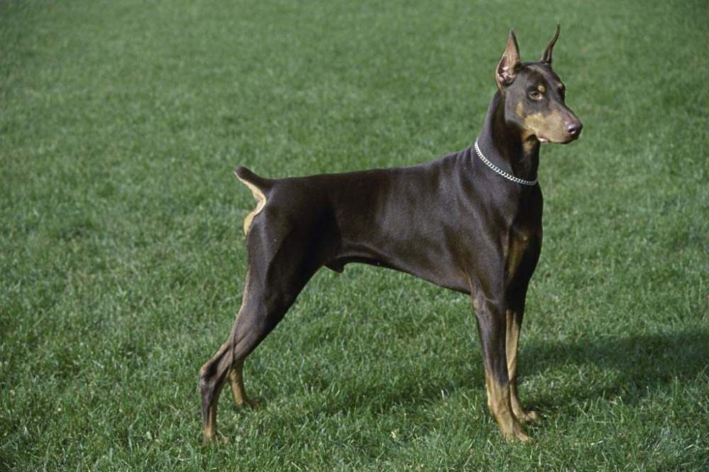 盘点那些高智商的狗狗