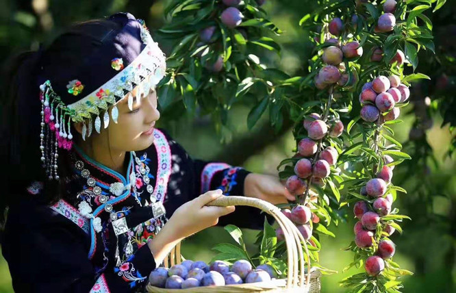 龙滩珍珠李这么有魅力竟然吸引明星徐黄丽爸爸去拍戏