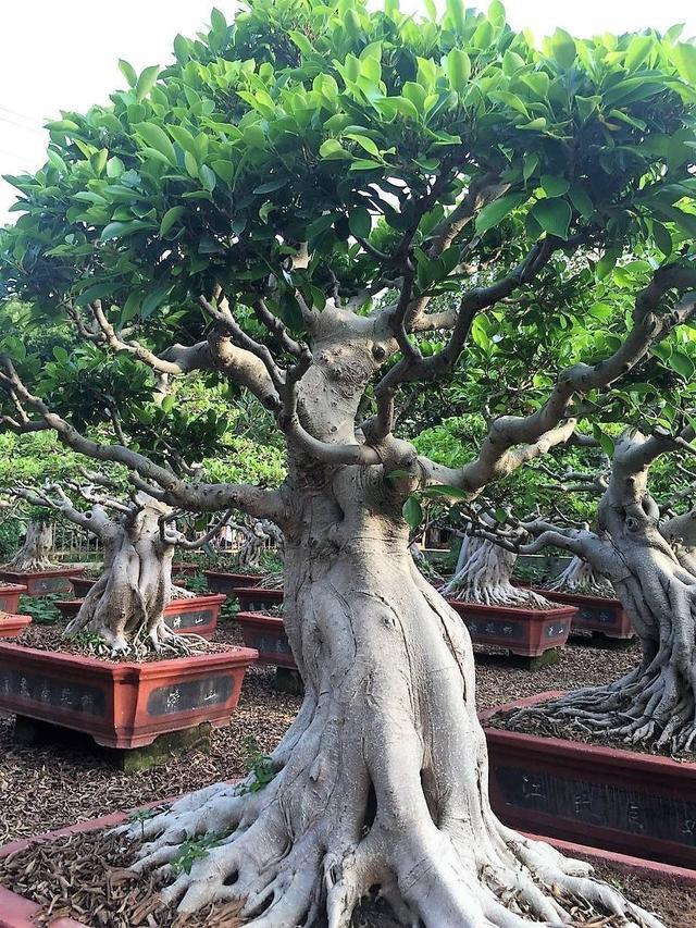 榕树盆景"根系"有特点,胀大后全是"气生根",别有艺术气息