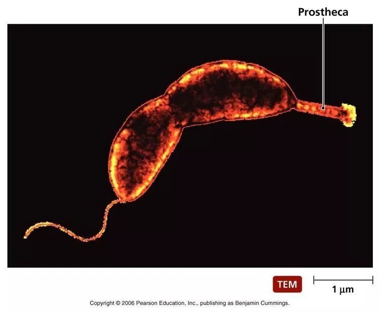 cell重磅基于微生物的ibd临床疗法新机会