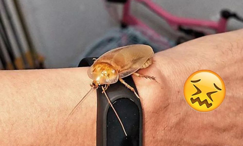 自从学会这些方法,我成功让香港家里的蟑螂"断子绝孙"!