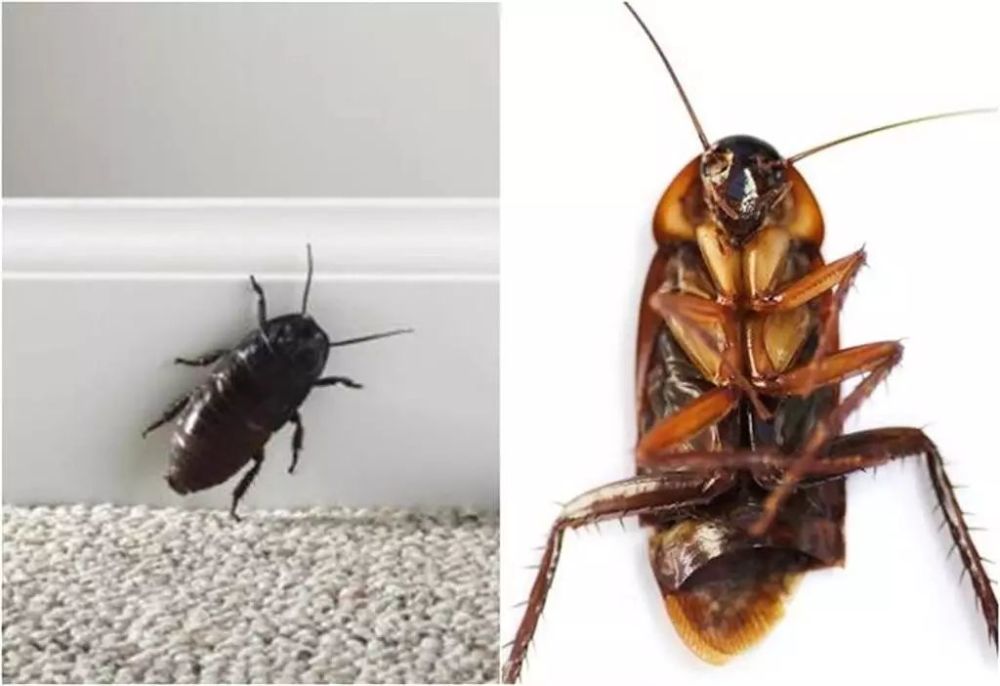 自从学会这些方法,我成功让香港家里的蟑螂"断子绝孙"!