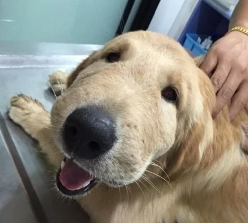 Животные покусанные пчелами. Собака съела пчелу. Пфелы полофатые фуки. Собаку покусали пчелы. Собаку покусали пчелы.