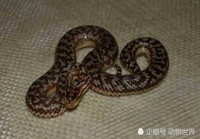 四千米的高山上有一种小型毒蛇 如今已经极度濒危