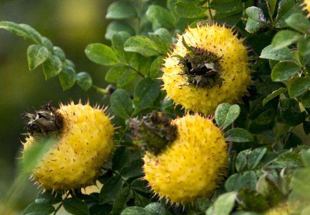 天泷刺梨的营养价值