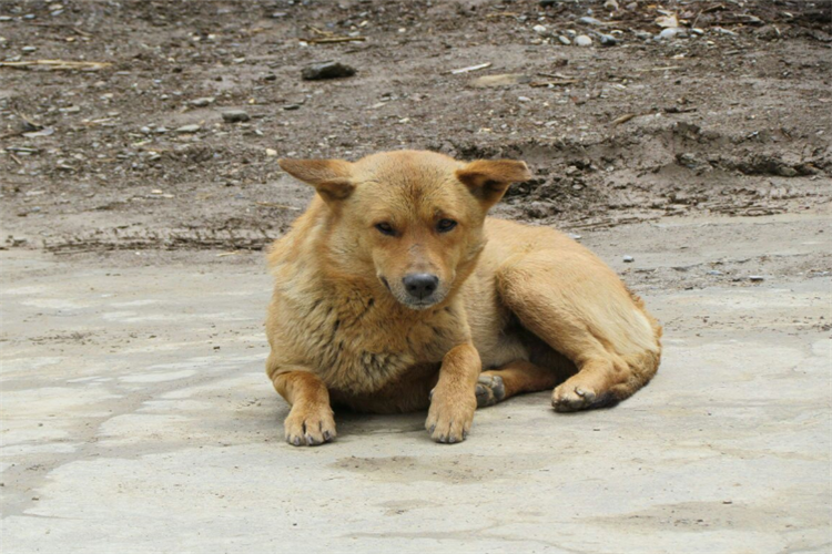 土狗虽说是看家护院好手,但遇到屠夫却害怕后退,这是为何呢?