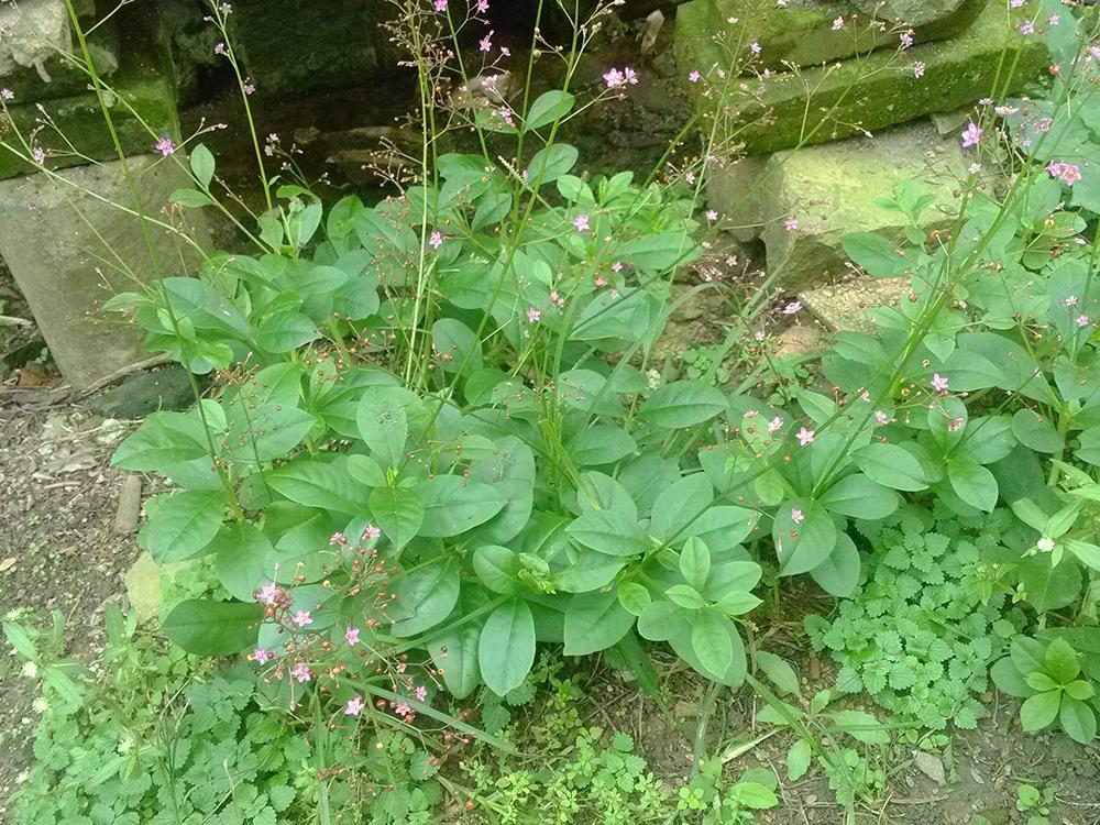 国外泛滥成灾没人要 进入我国后却成珍贵野菜 人称 土人参