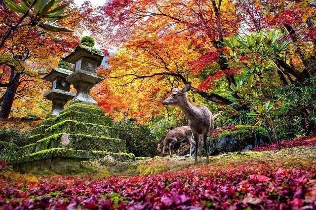 9月日本迎来电子签 皇室珍宝史无前例限时特展 红叶美景更是不等人 腾讯新闻