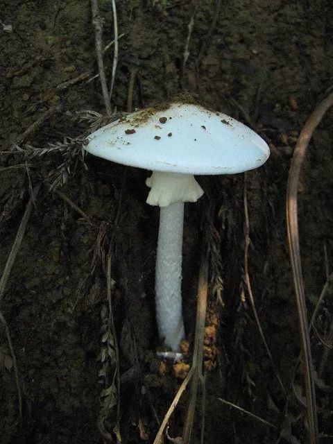 死亡天使蘑菇图片图片