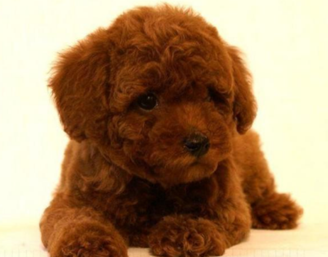 最受欢迎的小型犬 泰迪登榜首 竟然还有脾气大的它