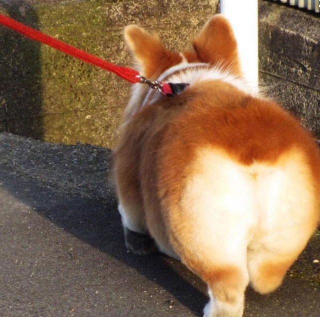 最受欢迎的小型犬 泰迪登榜首 竟然还有脾气大的它
