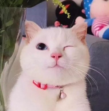 萌宠喵星人超阔耐猫咪头像人生苦短何必在乎太多