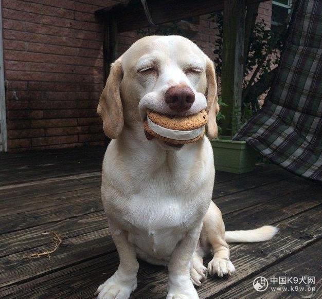 别委屈拉布拉多这吃货了 除了狗粮 它还能吃这7种食物