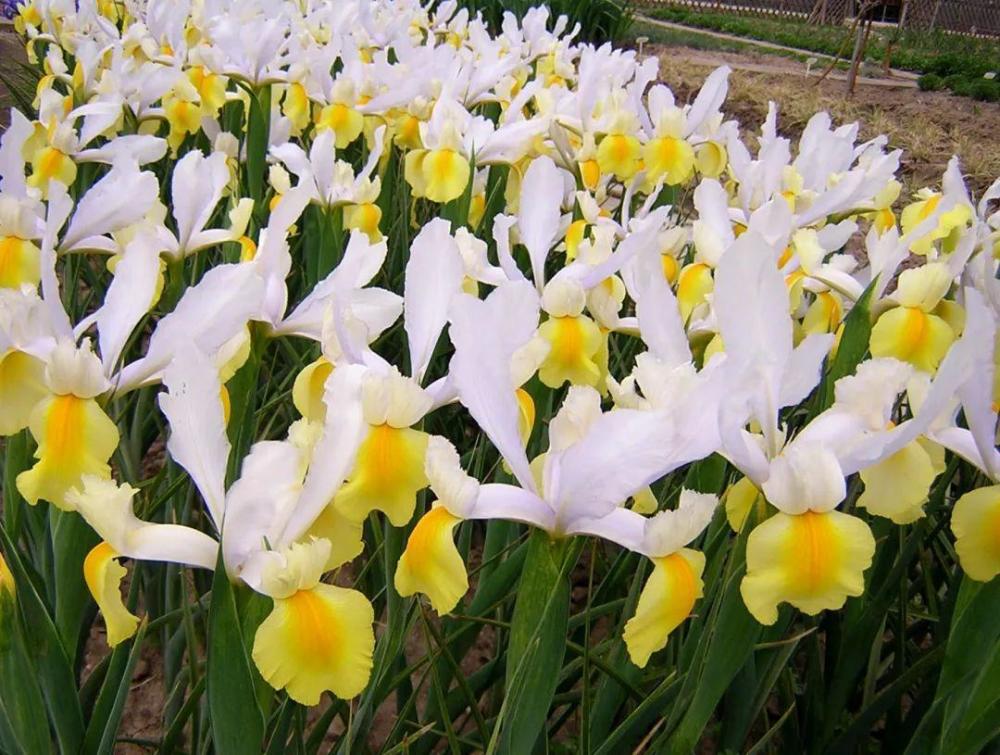 鳶尾也叫藍蝴蝶,花形如蝴蝶展翅,在水邊,坡地,田野,草叢裡都能生長,與