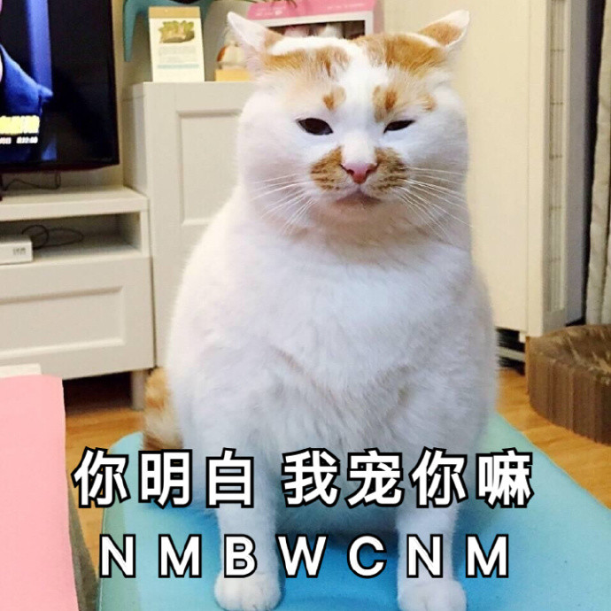 貓咪表情包咆哮式撒嬌