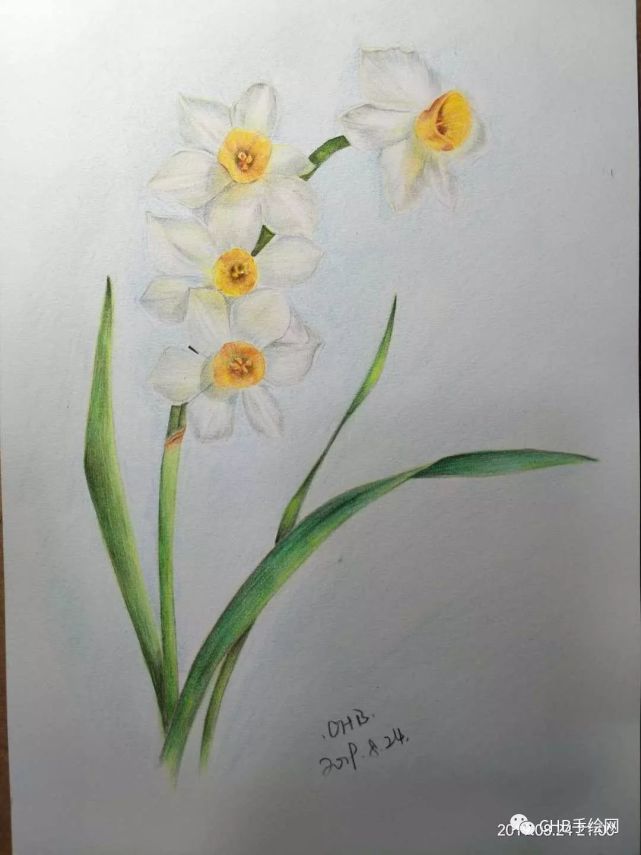 零基础学画画 彩铅水仙花手绘过程分享