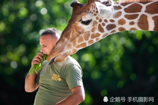 动物园管理员和长颈鹿,成了非常信任的朋友,他们相互分享食物