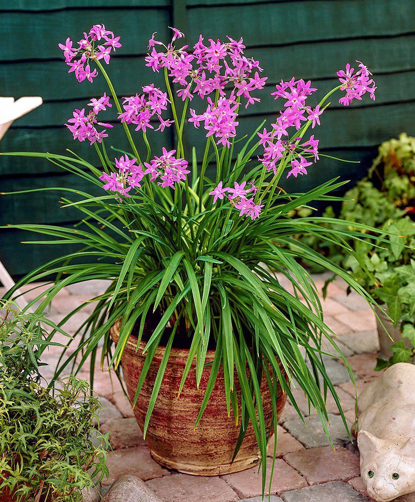 紫娇花种地里一开一大片 还能养花盆 却是散发韭菜味 能炒着吃