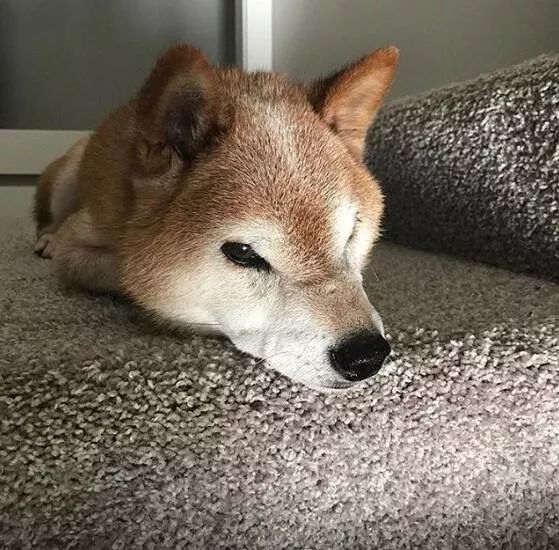 12岁高龄柴犬爷爷靠一张愤怒脸,走红网络!