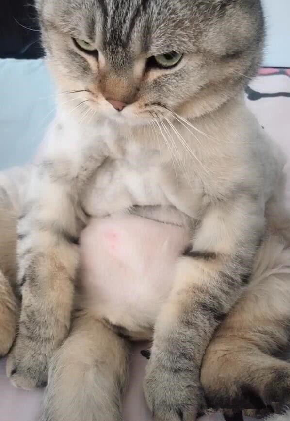 主人笑猫咪有啤酒肚,猫咪的小眼神,让人笑翻了