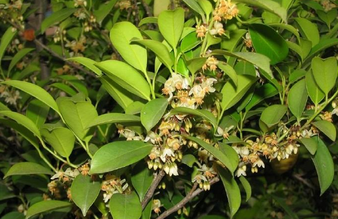 在国外被称为"神木"的杨桐树,如今的经济价值很高,见到请珍惜