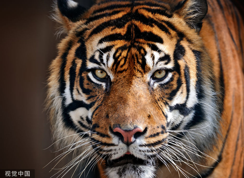 疯了游客挑衅野生动物园白虎群7只老虎看懵了它为何不吃人