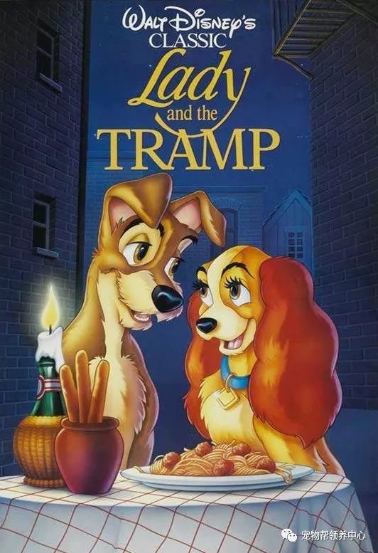 收容所中的邋遢流浪狗,摇身一变,竟成迪士尼大明星!