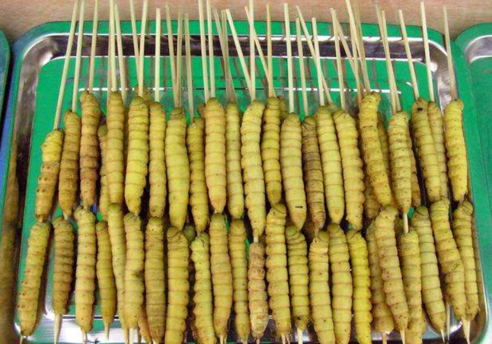 豆虫是豆天蛾的幼虫,经常寄生于大豆,绿豆,刺槐等植