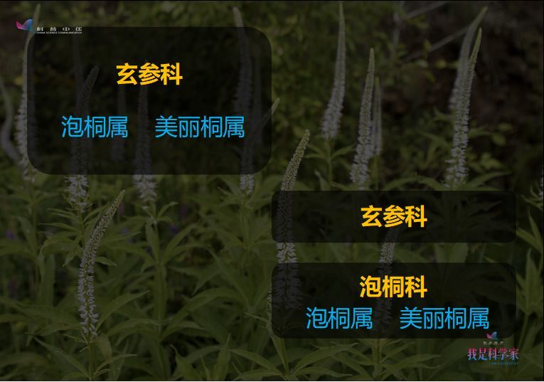 海带竟然不算植物 这得从演化开始说