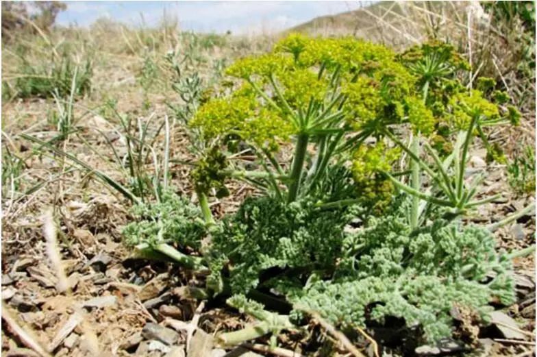 科普本草之阿魏图文