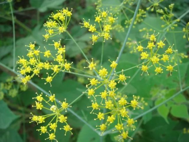 中华道地药材之阿魏图文