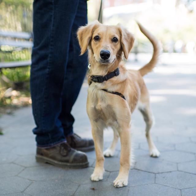 都叫金毛 小一个size是完全不同的狗 带你认识迷你黄金猎犬