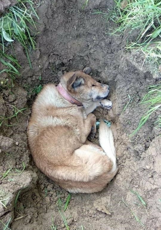陪主人15年的中华田园犬,永远离开了,主人挖坑埋爱犬令人泪目