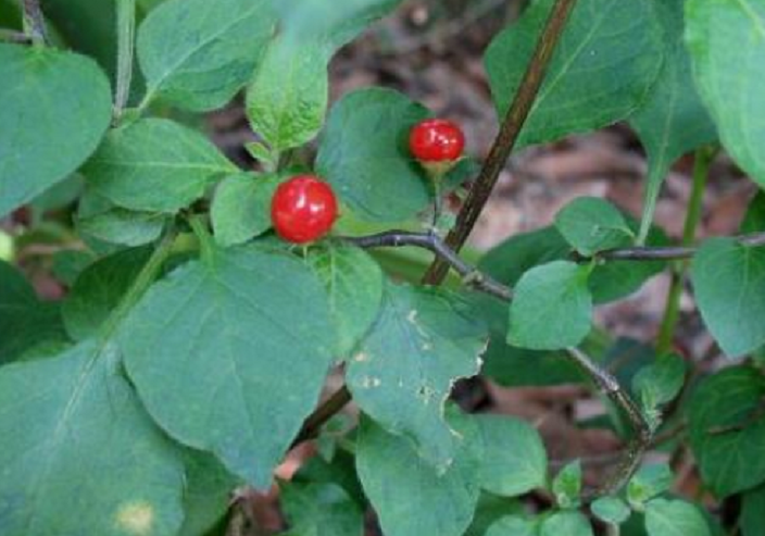 农村一种野草人称"红丝线"现如今是珍贵的草药,城里人没见过