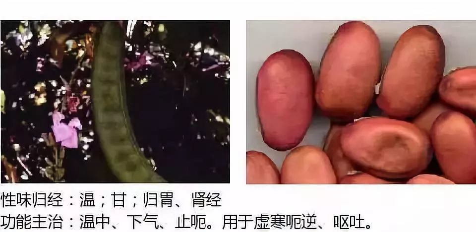 良姜,小良姜,海良姜,膏良姜高良薑別名:鹽附子,黑順片,白附片附子別名