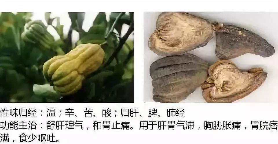 別名:佛手柑,密羅柑,五指柑,手柑佛手別名:臺烏藥,香葉子樹,白葉柴