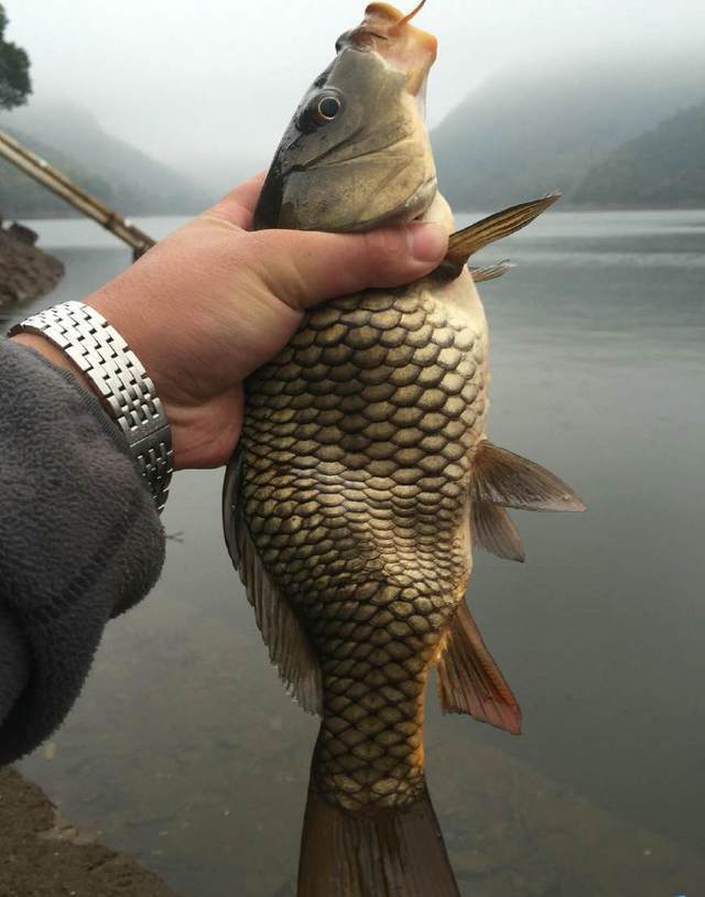 最近热传的"双头鱼",是变异形成的吗?