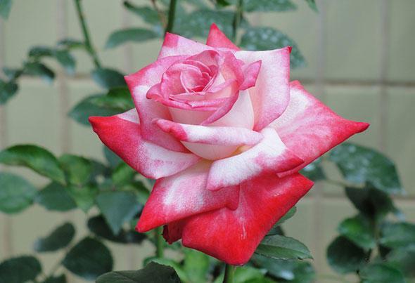 月季花四季開花月季花種類圖鑑這麼多品種養全了是高手