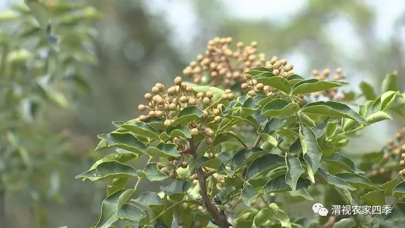 花椒蚜虫咋防治?