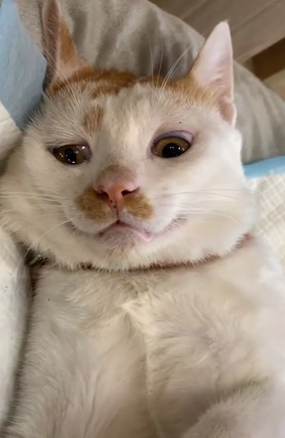 猫咪绝育后,一脸生无可恋地看着主人,猫:再也没脸见隔壁小花了