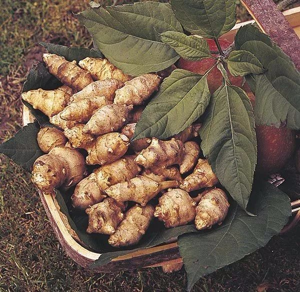 花朵长得像向日葵 根茎像生姜的植物 养院子里好看又好吃