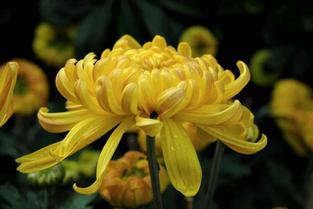 照思念丈夫倍感寂寞,笔下却有最美秋天,最后1