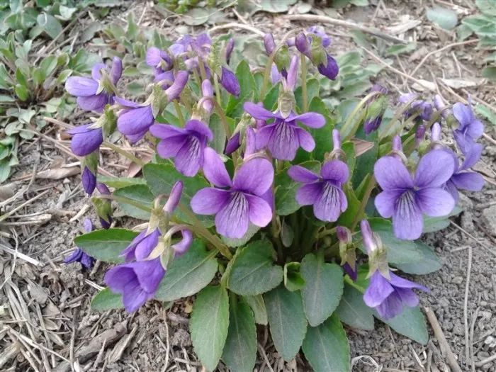 这种花长在石缝里都能开花 紫色的花朵 看着特迷人 叶子像野草