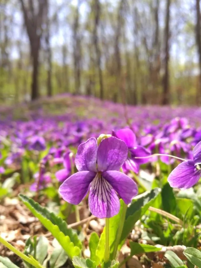 这种花长在石缝里都能开花 紫色的花朵 看着特迷人 叶子像野草