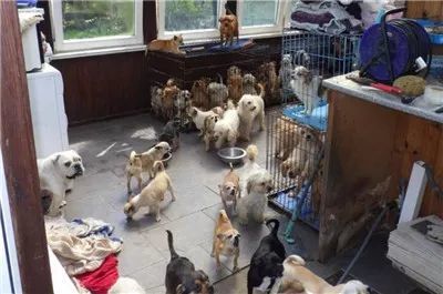 无良狗场肆意繁殖 犬只被圈养起来自生自灭