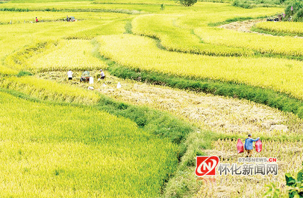 怀化麻阳高村镇中寨坪村:田园铺金 丰收在望
