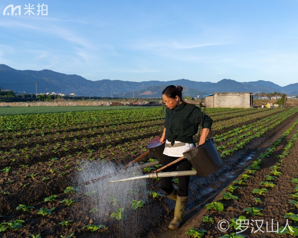 罗汉山人《菜农》