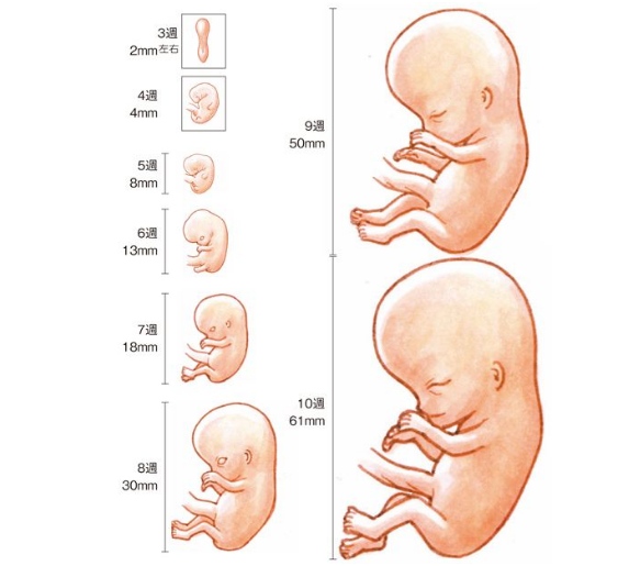 怀孕到这个月份,是胎儿畸形的"高发期",孕妈熬过去安心许多