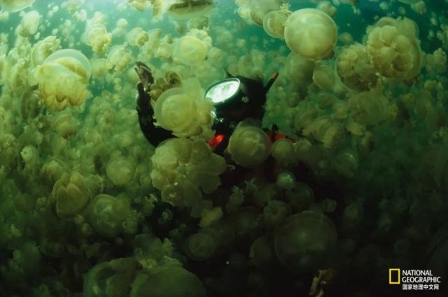 包括能够击碎水族箱玻璃的虾,以及潜伏在海底用有毒粘液麻痹其猎物的
