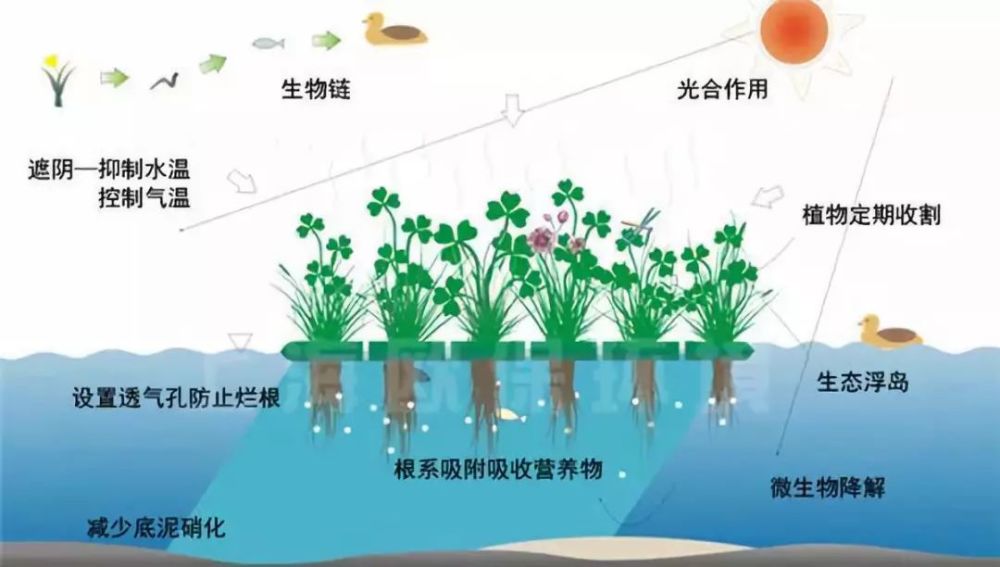 瞧!涟河水面上的漂浮物是什么